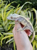 Ciliatus - pagekon řasnatý