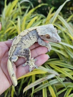 Ciliatus - pagekon řasnatý