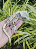 Ciliatus - pagekon řasnatý