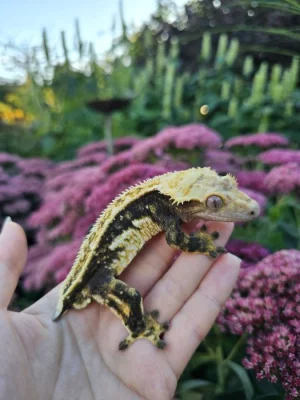 Pagekon řasnatý - ciliatus