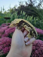 Pagekon řasnatý - ciliatus