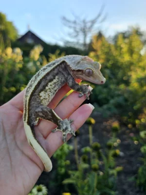 Pagekon řasnatý/ciliatus - import