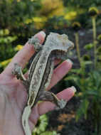 Pagekon řasnatý/ciliatus - import