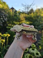 Ciliatus - pagekon řasnatý