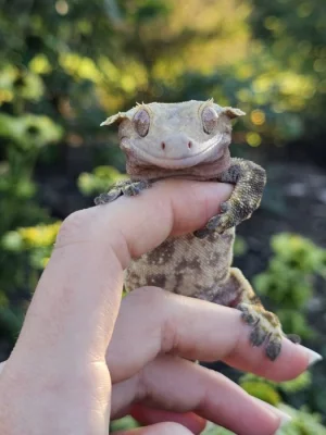 Ciliatus - pagekon řasnatý