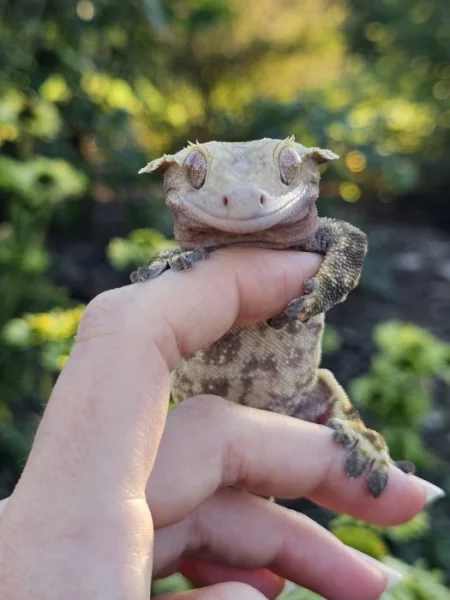 Ciliatus - pagekon řasnatý