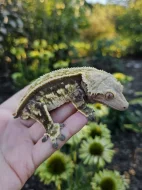 Ciliatus - pagekon řasnatý