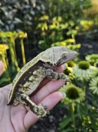 Ciliatus - pagekon řasnatý