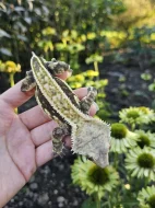 Ciliatus - pagekon řasnatý