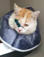 Kocourek Moody hledá nový domov