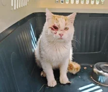 Kocourek Moody hledá nový domov