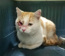 Kocourek Moody hledá nový domov