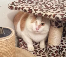 Kocourek Moody hledá nový domov