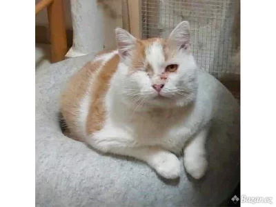 Kocourek Moody hledá nový domov