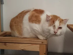 Kocourek Moody hledá nový domov