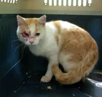 Kocourek Moody hledá nový domov