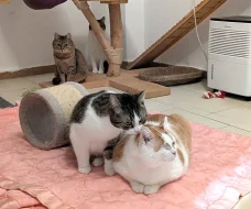 Kocourek Moody hledá nový domov