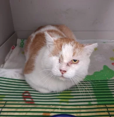 Kocourek Moody hledá nový domov