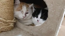 Kocourek Moody hledá nový domov