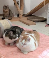 Kocourek Moody hledá nový domov