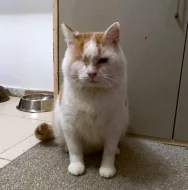 Kocourek Moody hledá nový domov