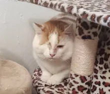 Kocourek Moody hledá nový domov