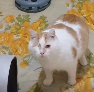 Kocourek Moody hledá nový domov