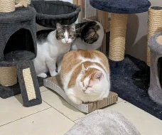 Kocourek Moody hledá nový domov