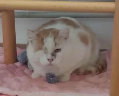 Kocourek Moody hledá nový domov