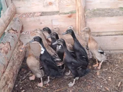 Indický běžec - hobby chov