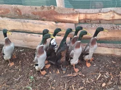 Indický běžec - hobby chov