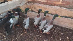 Indický běžec - hobby chov