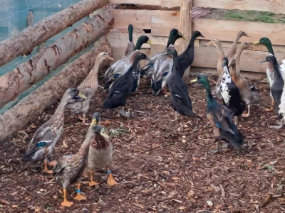 Indický běžec - hobby chov