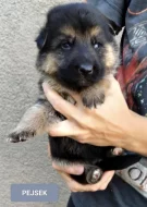 Německý ovčák-štěňátka typ Rex k rezervaci-odběr říjen