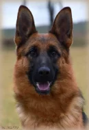 Německý ovčák-štěňátka typ Rex k rezervaci-odběr říjen