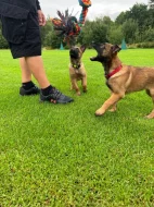 Malinois - belgický ovčák štěně