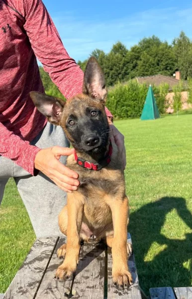Malinois - belgický ovčák štěně