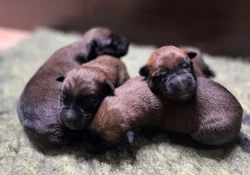 Malinois - belgický ovčák štěně