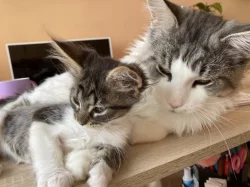 Koťátka kočky Mainské mývalí bez PP