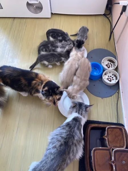 Koťátka kočky Mainské mývalí bez PP