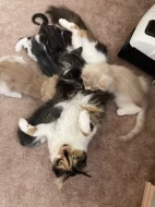 Koťátka kočky Mainské mývalí bez PP