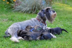 Knírač střední štěňata s PP