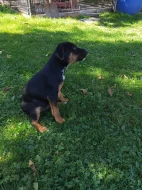 Prodej štěněte – pejsek