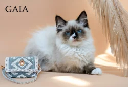 Sibiřská kočka/Něvská maškaráda s PP