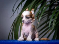 Čínský chocholatý pes - Štěňátky s PP