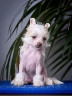 Čínský chocholatý pes - Štěňátky s PP