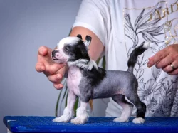 Čínský chocholatý pes - Štěňátky s PP