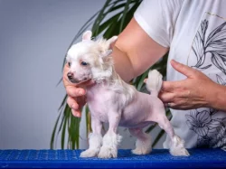 Čínský chocholatý pes - Štěňátky s PP