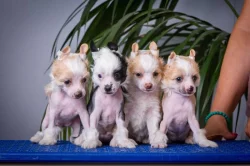 Čínský chocholatý pes - Štěňátky s PP