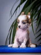 Čínský chocholatý pes - Štěňátky s PP